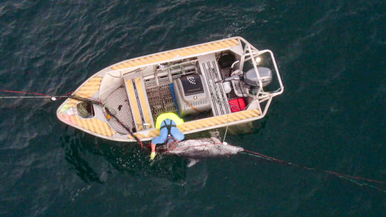 A dolphin trapped in shark nets at Bondi died in the week before nets are due to be removed for the winter season.
