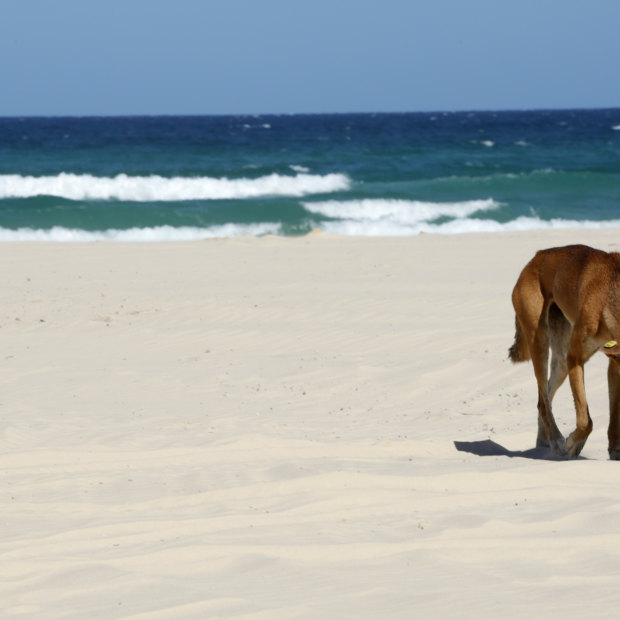A young female dingo known as Yellow Tag was the first and only sighting by the advocates on the warm Saturday.