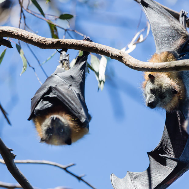 Bats at Yarra Bend during a heatwave. Volunteers hosed them to try to cool them.