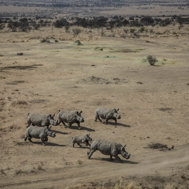 Some of Manie Van Niekerk’s 32 rhinos prior to being taken to Botswana.