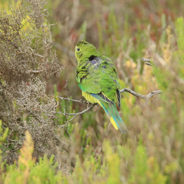 One of the orange-bellied parrots fitted with a solar-powered satellite tracker and released in the wild in Victoria. 