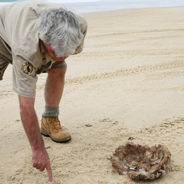 Ray Revill, the group’s wildlife adviser, inspects the apparent meal site. The hard-sand “highway” can be dangerous for the island’s dingoes.