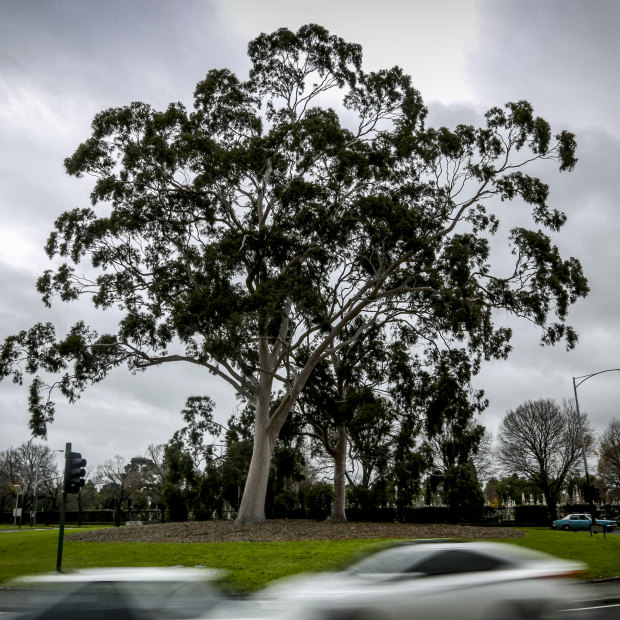 The lemon scented gum trees near Melbourne University in Parkville were very popular with Age readers. 