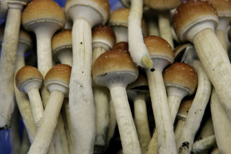 Magic mushrooms are seen in a grow room at the Procare farm in Hazerswoude, central Netherlands. 