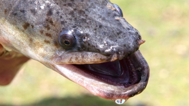 Long-finned eels inhabit the freshwater of the eastern Australia, from Cape York to Wilsons Promontory. 