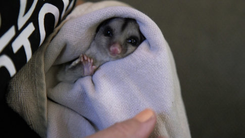 A sugar glider being cared for by Lisa Palma at her home. Palma describes sugar gliders as “very, very cute, but almost like tiny little baby Gremlins, [they’re] very vicious little creatures.”