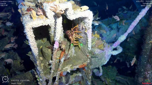 A lobster at the Cobia platform. ExxonMobil says most of its offshore structures are completely covered with marine life.