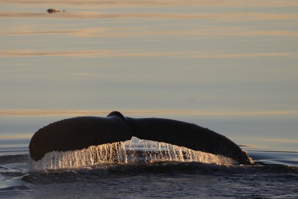 Whale song does not carry the same semantic meaning that human language does, says Ellen Garland, a co-author of the paper.
