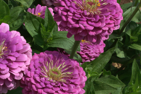 Zinnia ‘Benary’s Giant Lilac’