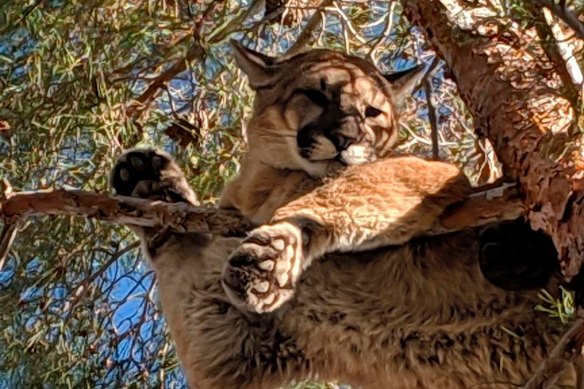 Mountain lion attacks are rare, and Colorado’s last suspected fatal attack was in 1999.