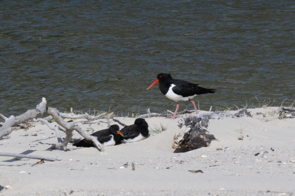 The pied oystercatchers are endangered in NSW.