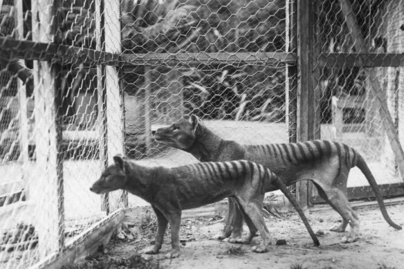 Tasmanian tigers or Thylacines at Beaumaris Zoo, Hobart in 1918