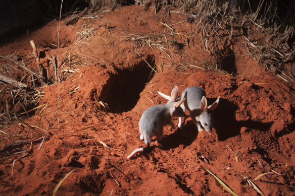 Vulnerable bilbies could be impacted by the clearing of land.