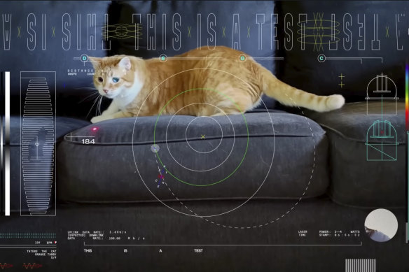 A frame from a 15-second ultra-high-definition video featuring a cat named Taters which was streamed via laser from deep space by NASA on December 11.