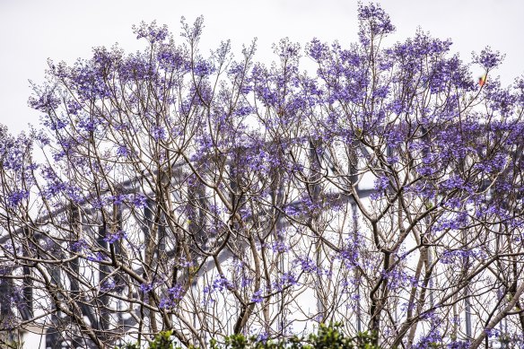 Jacaranda trees almost in full bloom in Lavender Bay.