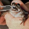 The gastric brooding frog, which gave birth to live froglets out of its mouth, went extinct shortly after it was discovered.