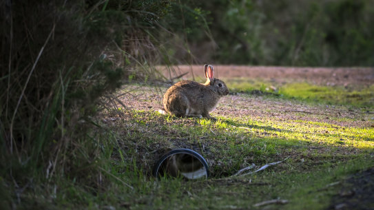 A wild rabbit of Phillip Island. 