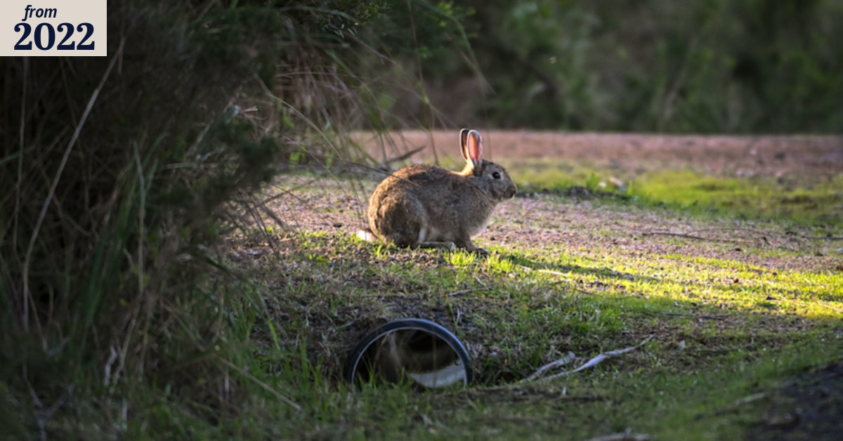 Australian biodiversity and introduced species: Digital maps to drive ...