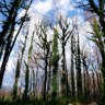 Axe falls on Victorian native forest logging