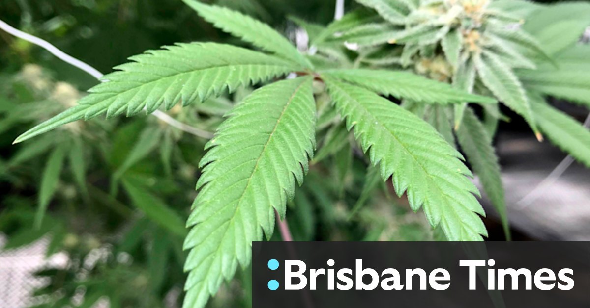 How bad is cannabis for you, really? Should Victoria legalise it? - Vimarsana News