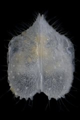 This photo of gomphodella yandi, an ostracod crustacean, shows the incredible diversity of forms these creatures take.  
