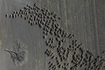 Mustering of sheep in a paddock of a failed wheat crop at a property near Moree, NSW in November, 2019.