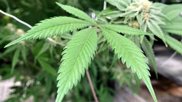 The leaves of a marijuana plant.