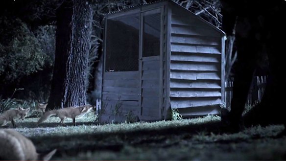 AustralianSuper paid $500,000 to Industry Super Australia to fund the creation and distribution of the fox and hen house ad.