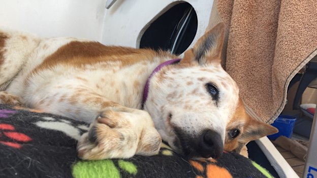 Sally the red heeler lounges on the yacht of her owners Kirsty Watson and Conn Williamson.
