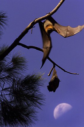 Large numbers of grey-headed flying foxes were threatening fauna at Melbourne's Royal Botanic Gardens.