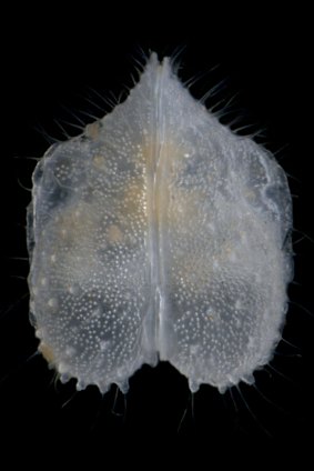 This photo of gomphodella yandi, an ostracod crustacean, shows the incredible diversity of forms these creatures take.  