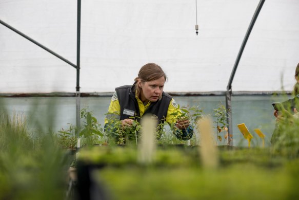 Restoration ecologist Brooke Love with propagated eucalypt seedlings from Wilsons Promontory National Park.