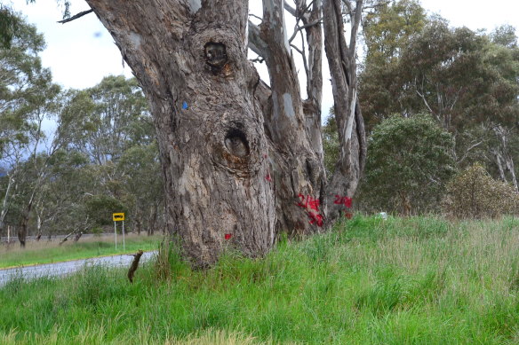 Trees marked with red paint along the Western Highway that are set for the chop, as the state government resists calls from traditional owners for works to halt until an upcoming court case is resolved.