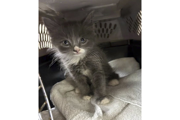 Guilty? Police Department shows a kitten that was found in a stolen car that police were examining for evidence, and now they are looking for his owner.