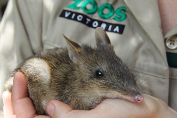 The eastern barred bandicoots will be released on French Island on Friday night.