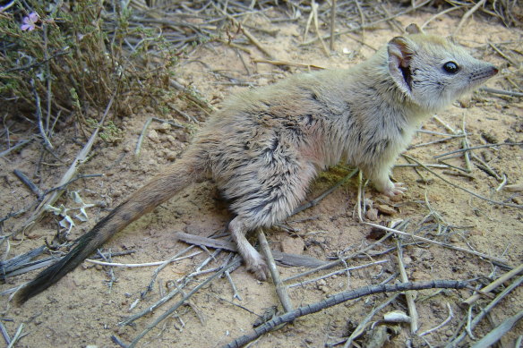 The mulgara is believed to have become locally extinct in NSW because of cats and foxes. It is now being reintroduced into the wild along with a dozen other threatened mammals.