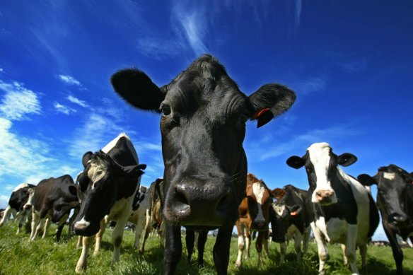 Cattle belch out large quantities of heat-trapping methane, making beef the most harmful food for the climate.