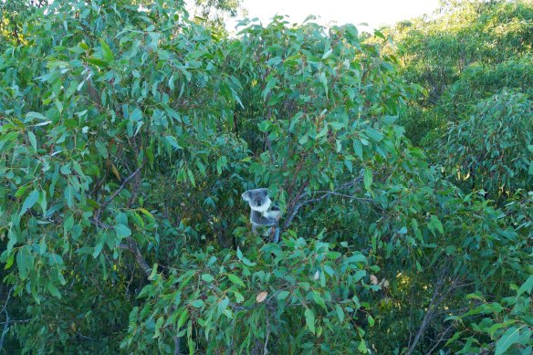 “Tanya”, one of the forest’s resident koalas, has become familiar to campaigners. 