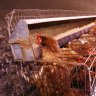 Australian hens to remain in battery cages for another 14 years