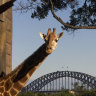 'Extremely difficult decision': Taronga Zoo to close its doors