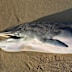 The whale has been taken away for testing to see if it was infected with bird flu.