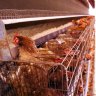 Ministers get cracking on plan to phase out caged eggs in Australia