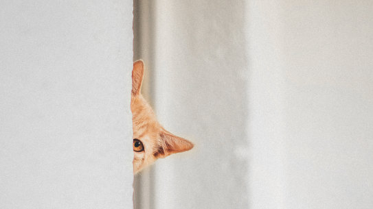 When the time came for my first day of school, I didn’t cry because 
I missed my mother, I cried because I missed Snuggy! 