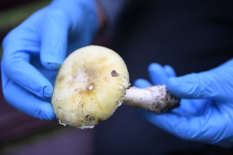 Death cap mushrooms, with their greenish yellow cap, cause 90 per cent of all mushroom poisoning deaths.