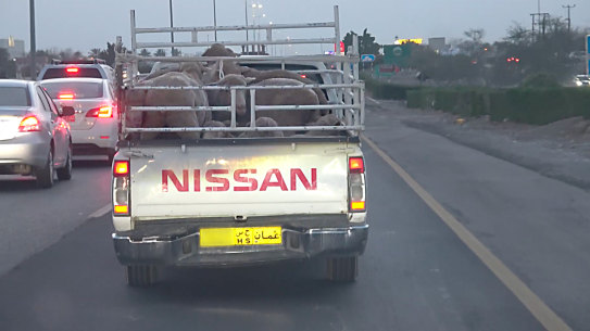 Australian sheep crammed into the back of a ute in Oman.