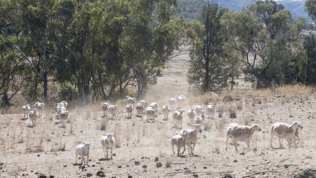 Sheep hunt for grass on a farm near Manilla, not far from Tamworth, in northern NSW.
