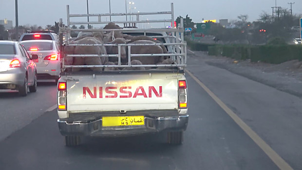 Australian sheep crammed into the back of a ute in Oman.