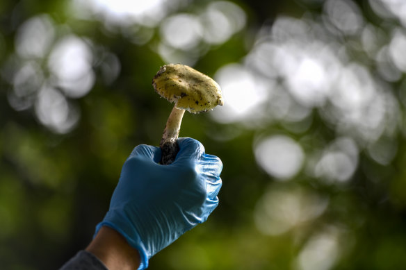 A death cap mushroom that was growing under an oak tree at Victoria’s Royal Botanic Gardens.