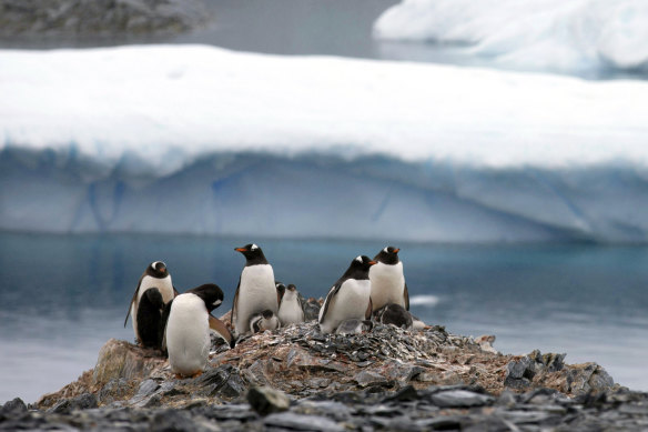 Gentoo penguins stand on rocks in Antarctica.