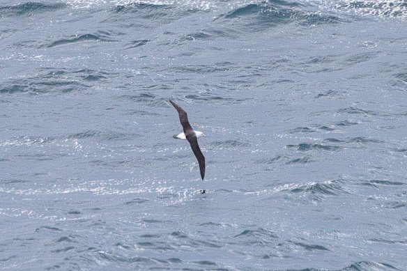 Migratory seabirds that transit between Australian waters and the bottom of Antarctica, such as this albatross seen off Maroubra on Sunday, are at risk of disease.